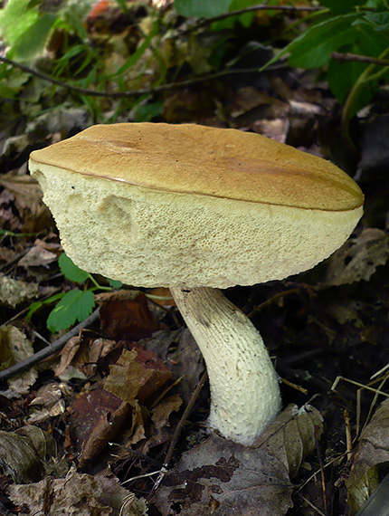 kozák Leccinum sp.