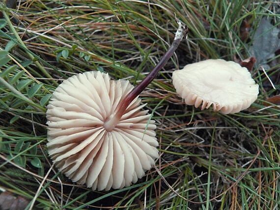 tanečnica Marasmius sp.