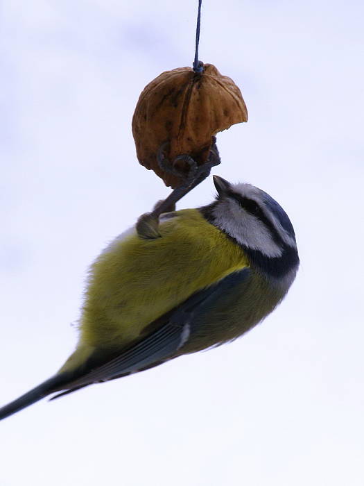 sýkorka belasá Parus caeruelus