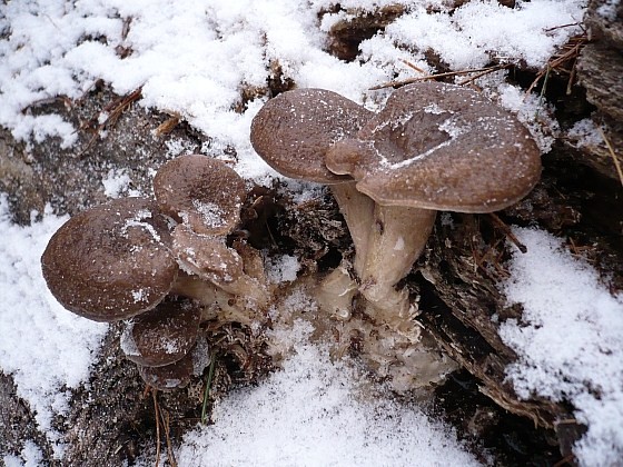 hliva ustricovitá Pleurotus ostreatus (Jacq.) P. Kumm.