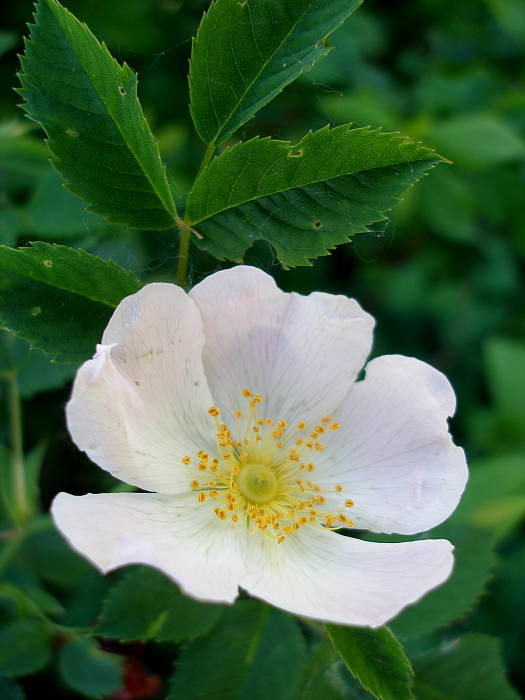 ruža šípová Rosa canina L.