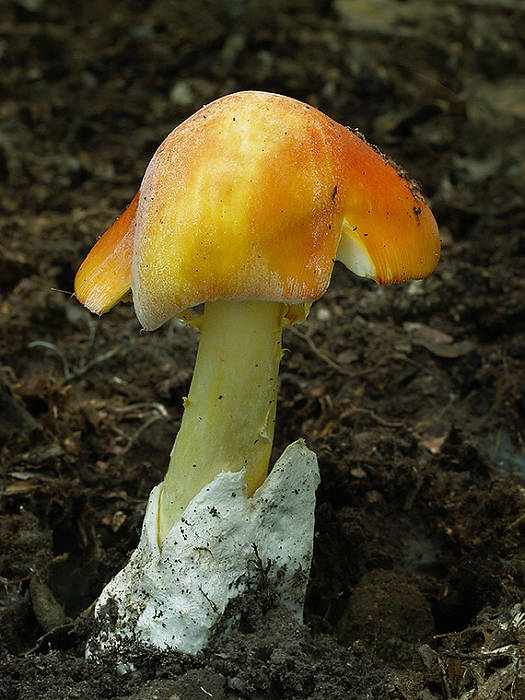 muchotrávka cisárska Amanita caesarea (Scop.) Pers.