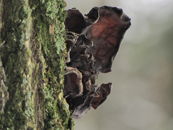 uchovec bazový-boltcovitka ucho Jidášovo Auricularia auricula-judae (Bull.) Quél.