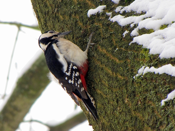 dateľ veľký-strakapoud velký  Dendrocopos major