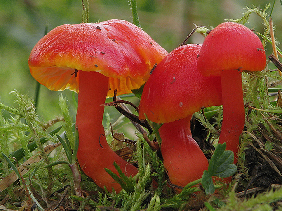 lúčnica šarlátová Hygrocybe coccinea (Schaeff.) P. Kumm.