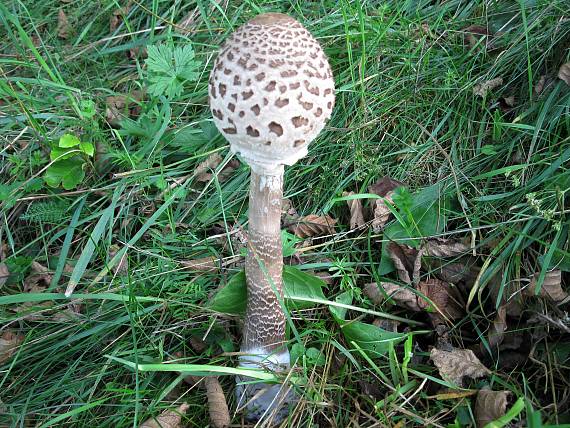 bedľa vysoká Macrolepiota procera (Scop.) Singer