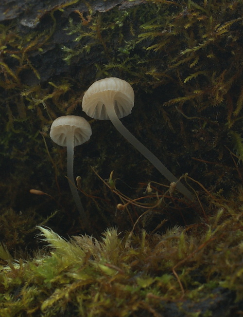 prilbička Mycena sp.