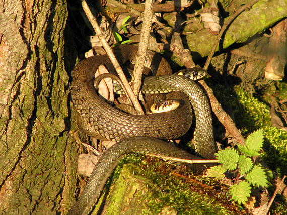 užovka obojková Natrix natrix (Linnaeus, 1758)