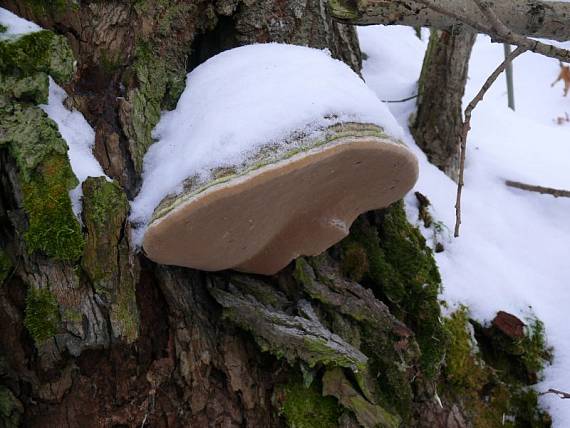 ohňovec obecný - Ohňovec obyčajný Phellinus igniarius  (L.) Quél.