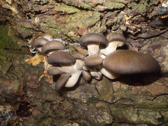 hliva ustricovitá Pleurotus ostreatus (Jacq.) P. Kumm.