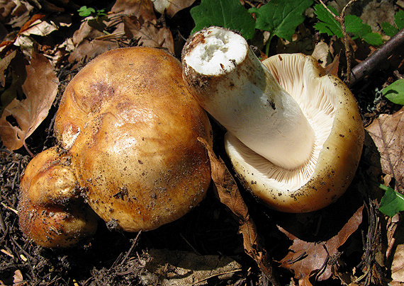 plávka smradľavá Russula foetens Pers.