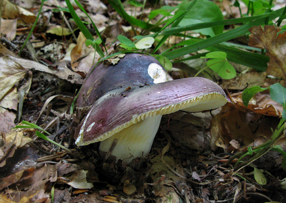 plávka krehká? Russula fragilis var. fragilis? (Pers.) Fr. 1838