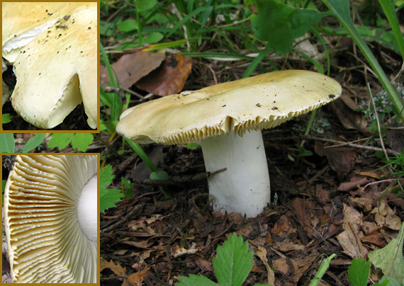 plávka hlinovožltá Russula ochroleuca Fr.