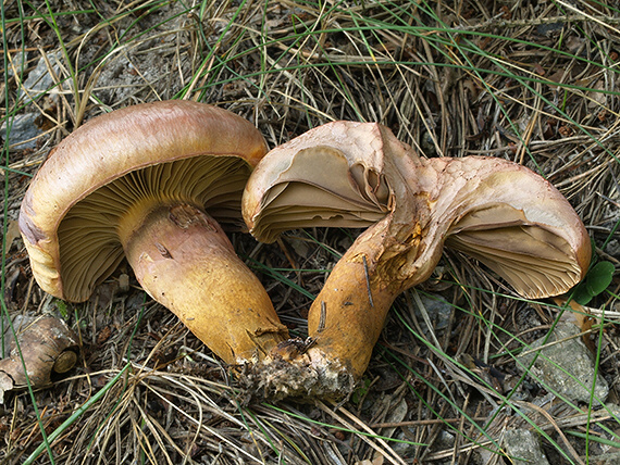 sliziak lepkavý Chroogomphus rutilus (Schaeff.) O.K. Mill.