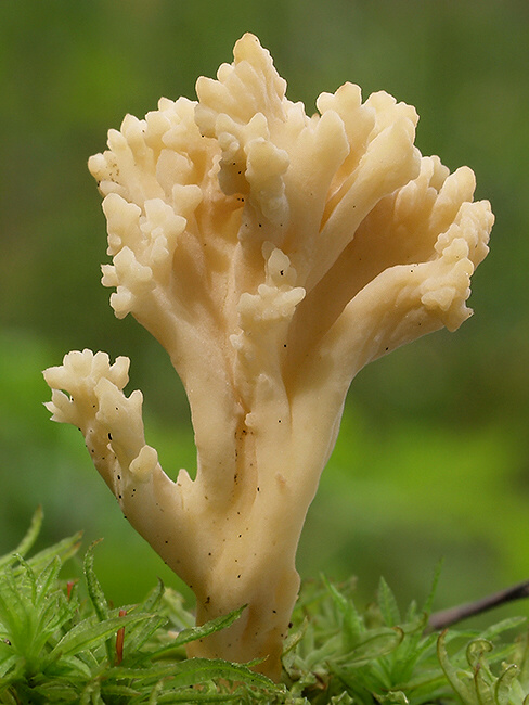 konárovka Clavulina sp.