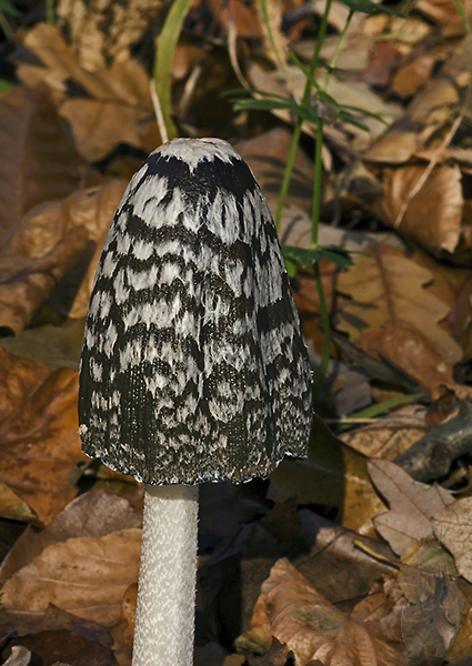 hnojník strakatý Coprinopsis picacea (Bull.) Redhead, Vilgalys & Moncalvo