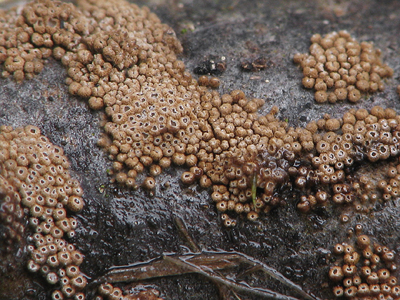 padrobnica zvláštná Merismodes anomala (Pers.) Singer