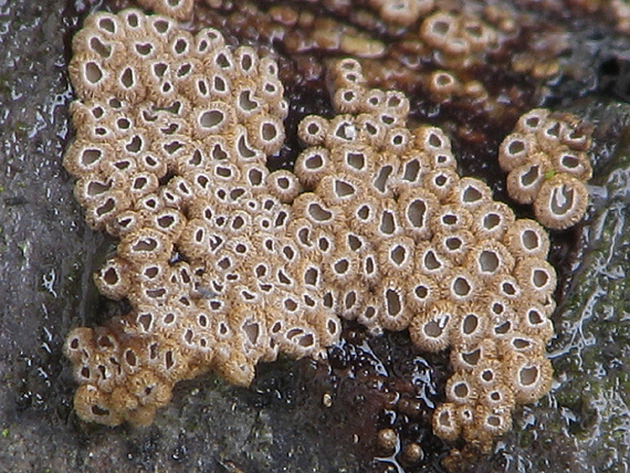 padrobnica zvláštná Merismodes anomala (Pers.) Singer