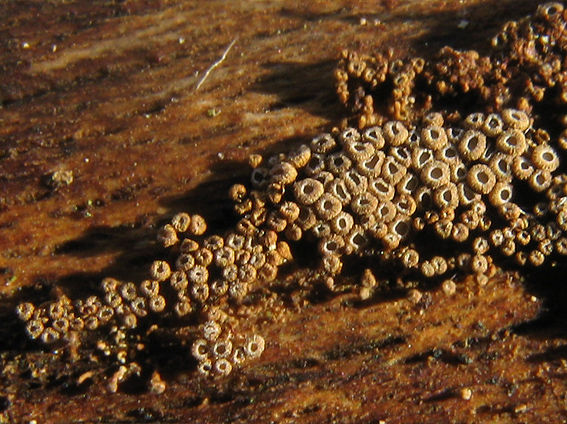 padrobnica zvláštna Merismodes anomala (Pers.) Singer