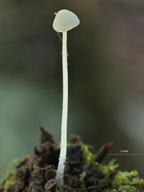 prilbička Mycena sp.