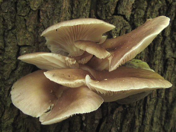 hliva buková Pleurotus pulmonarius (Fr.) Quél.