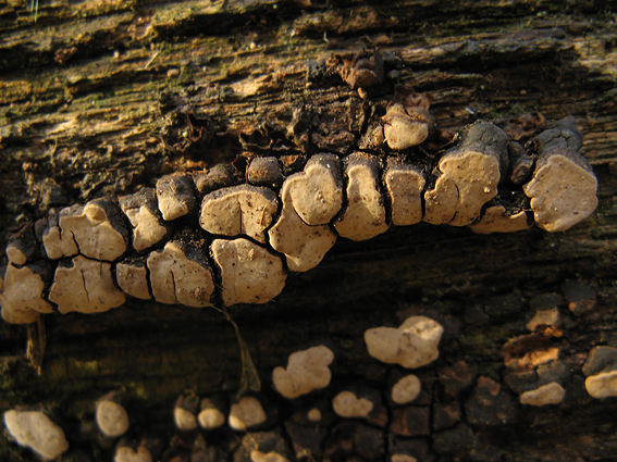 rozpukanec obyčajný Xylobolus frustulatus (Pers.) Boidin