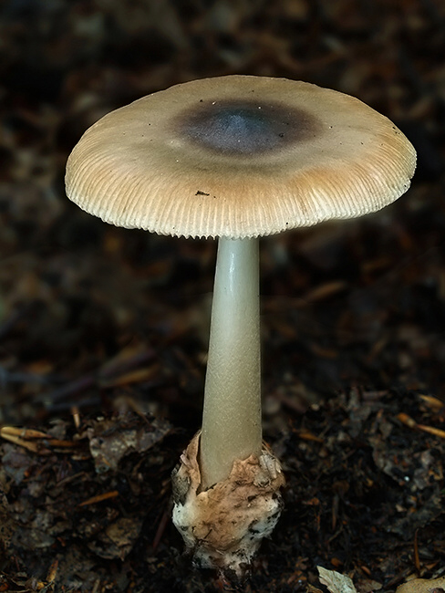 muchotrávka plavohnedá Amanita fulva Fr.