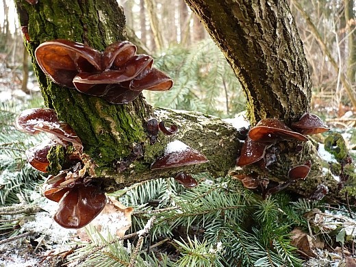 uchovec bazový Auricularia auricula-judae (Bull.) Quél.