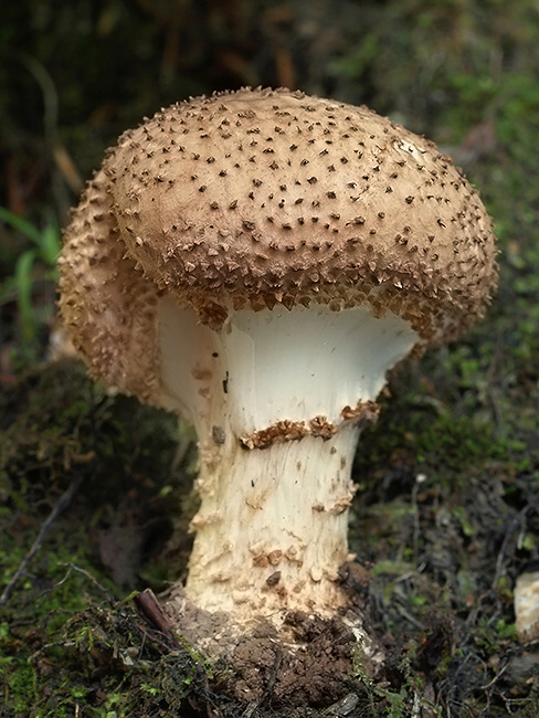 bedlička ostrošupinatá Echinoderma asperum (Pers.) Bon