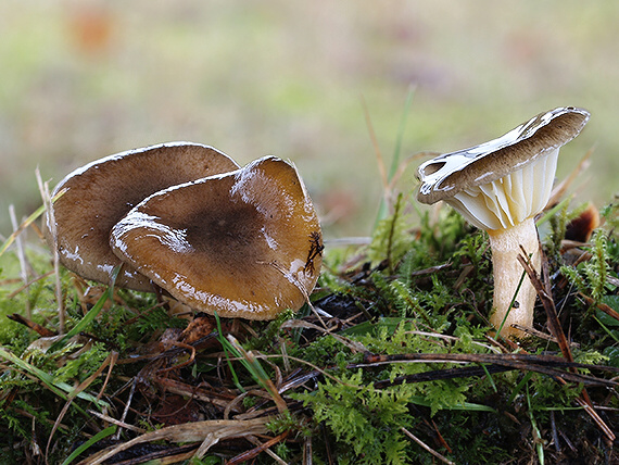 šťavnačka mrazová Hygrophorus hypothejus (Fr.) Fr.