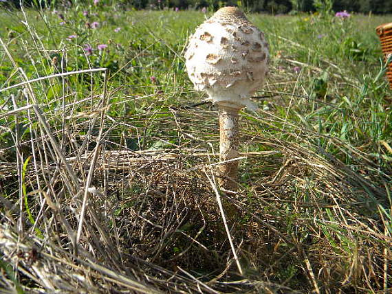 bedľa vysoká  Macrolepiota procera var. pseudo-olivascens  Bellù & Lanzoni