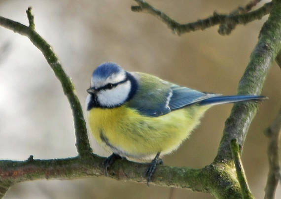 sýkorka belasá Parus caeruleus