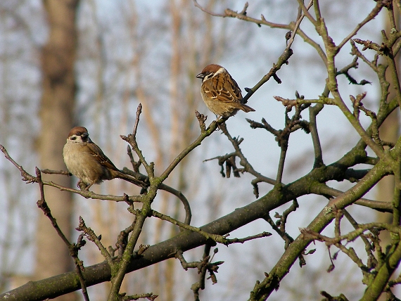 vrabec poľný-vrabec polní  Passer montanus