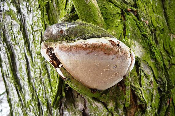 ohňovec obyčajný Phellinus igniarius (L.) Quél.