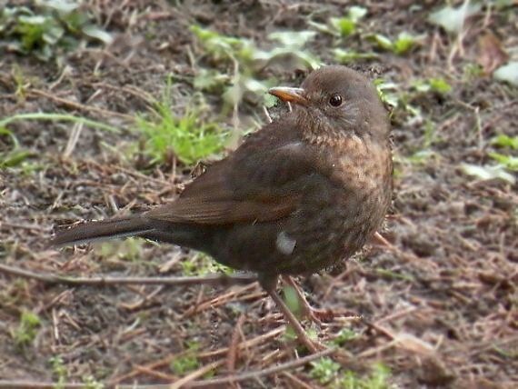 drozdia slečna Turdus merula