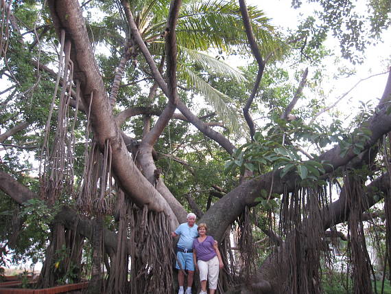 fICUS MACROPHYLLA a my dvaja