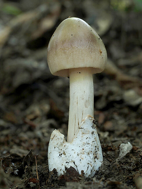 muchotrávka pošvatá Amanita vaginata (Bull.) Lam.