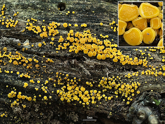 okrasník žltý Calycina citrina (Hedw.) Gray