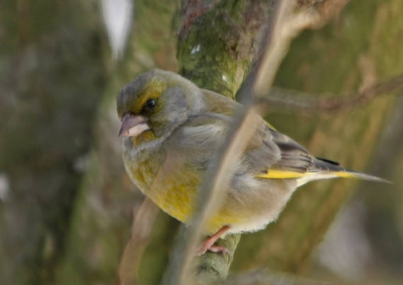 stehlík zelený   Carduelis chloris