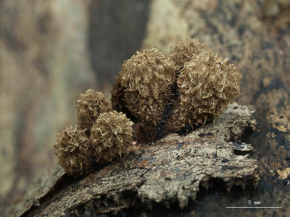 čiaškovec pásikavý Cyathus striatus (Huds.) Willd.