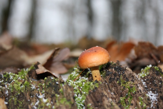 plamienka zimná? Flammulina velutipes (Curtis) Singer