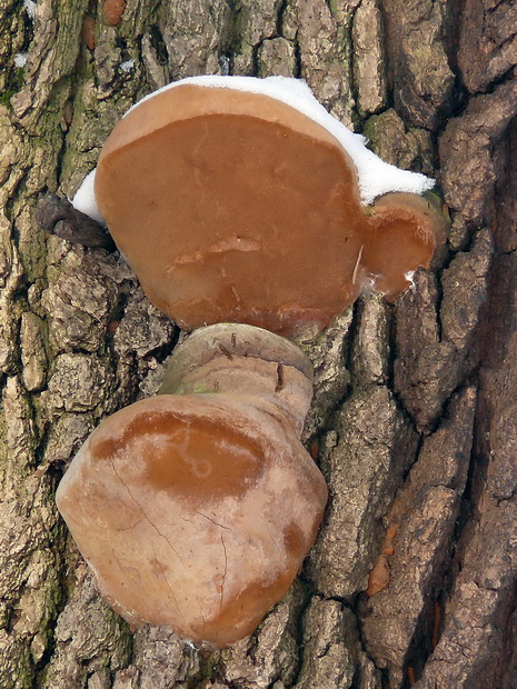 ohňovec mohutný Fomitiporia robusta (P. Karst.) Fiasson & Niemelä