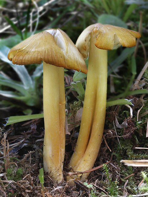 lúčnica sírovožltá Hygrocybe citrinovirens (J.E. Lange) Jul. Schäff.