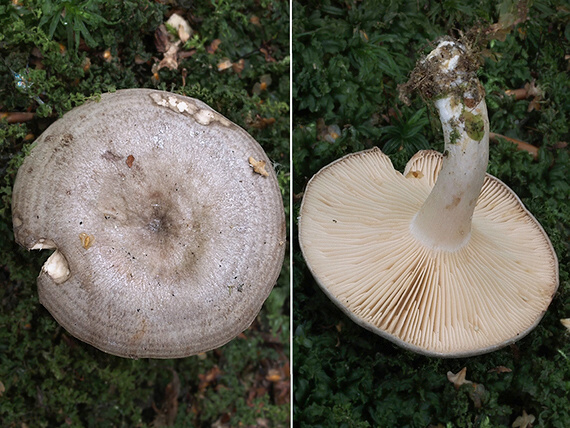 rýdzik kruhovaný Lactarius circellatus Fr.