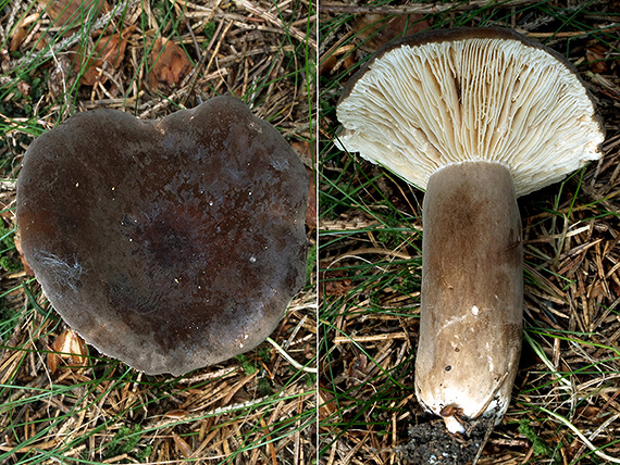 rýdzik sadzový Lactarius picinus Fr.