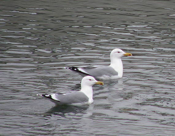 racek bělohlavý Larus cachinans