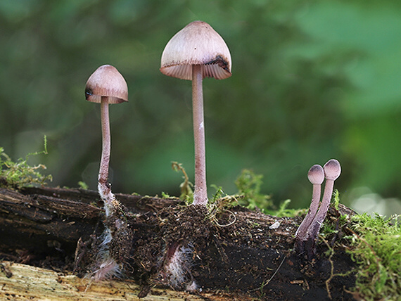 prilbička krvavomliečna Mycena haematopus (Pers.) P. Kumm.