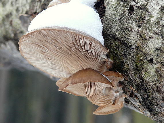 hliva ustricovitá Pleurotus ostreatus (Jacq.) P. Kumm.