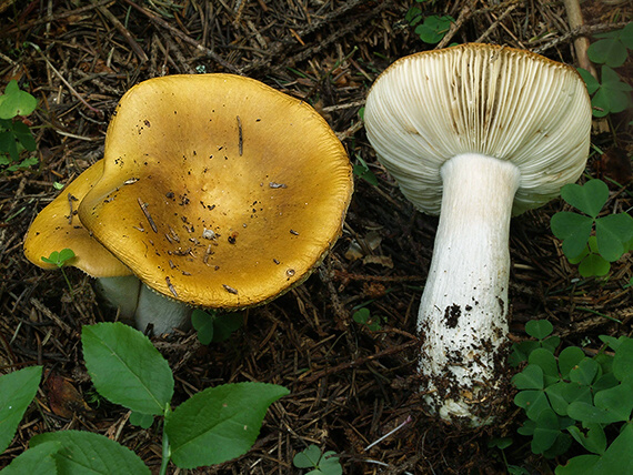 plávka hlinovožltá Russula ochroleuca Fr.