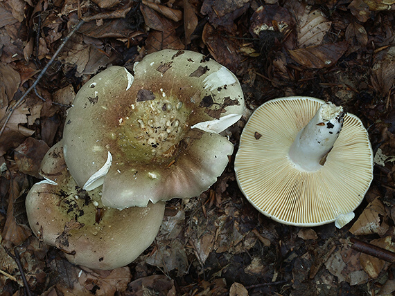 plávka olivová Russula olivacea (Schaeff.) Fr.